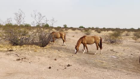 Panorámica-A-Través-De-Tres-Caballos-Salvajes-Que-Vagan-Por-El-Desierto-De-Sonora-Cerca-De-Scottsdale,-Arizona