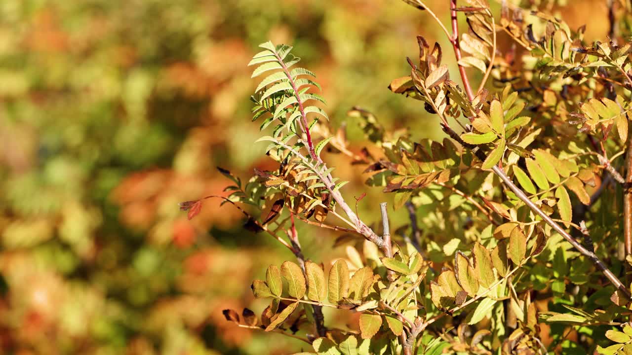 Golden autumn leaves and branches gently sway in sunlight, with a shallow depth of field and soft camera movement, evoking a tranquil seasonal mood