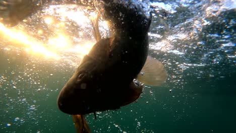 Sheepshead-caught-on-jig-lure-fights-against-fisherman-with-magical-glistening-water