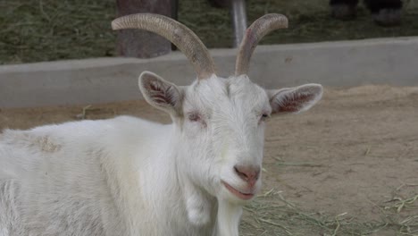 close up view of a white goat chewing - static shot