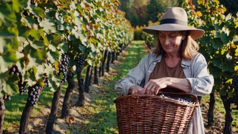 senior woman harvesting grapes in a vineyard