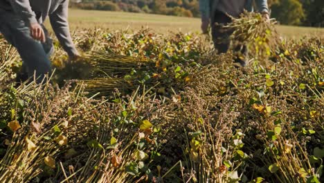 harvesting process of wildflowers: a manual technique for collecting seeds and plants in a lush field during the autumn season, focusing on hand-picked arrangement