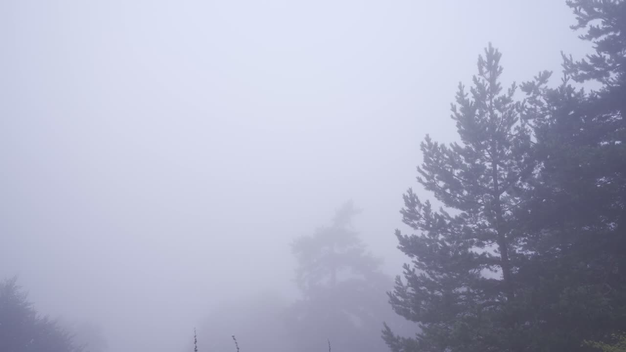 ⁇ 고 무서운 숲.