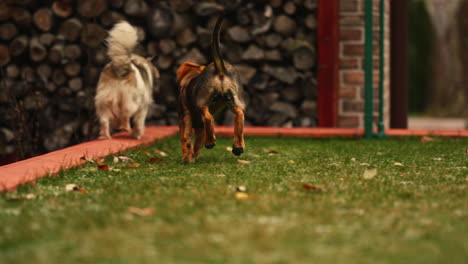Belgian-Malinois-and-Border-Collie-dogs-play-in-yard