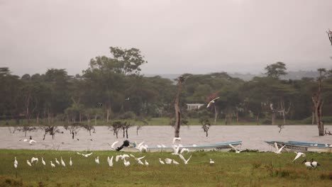 a flock of white birds flying over a flooded area with green grass and trees in kenya.