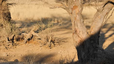 un chacal de lomo negro corre junto a un pozo de agua para alimentarse en nossob en sudáfrica