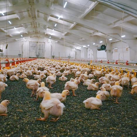 Large farm with many chickens. Modern poultry farm for broiler production. Funny fat chicks run on a barn. Chicken industry