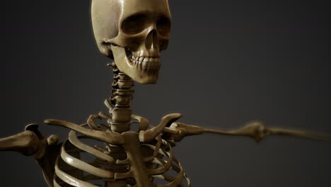 bones-of-the-Human-skeleton