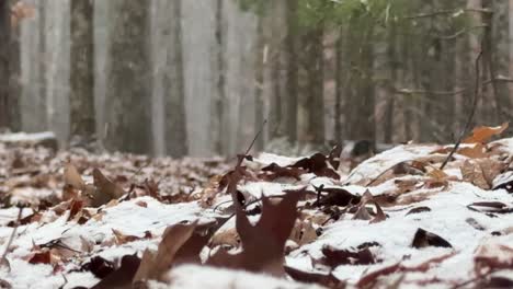 Leichter-Schneefall-Zu-Beginn-Eines-Schneesturms-Tief-In-Einem-Wunderschönen-Kiefernwald,-An-Einem-Ruhigen,-Friedlichen-Wintertag