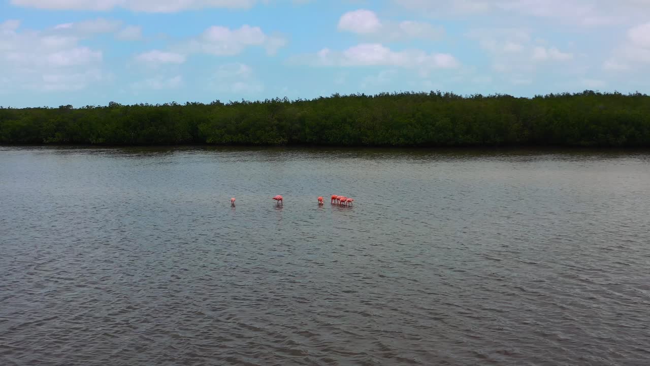 리오 라가르토스 멕시코의 얕은 물에 서 있는 작은 무리의 핑크 플라밍고, 공중