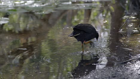 Polla-De-Agua-Oscura-Australiana-Busca-Comida-En-Las-Aguas-Poco-Profundas,-Día-Soleado