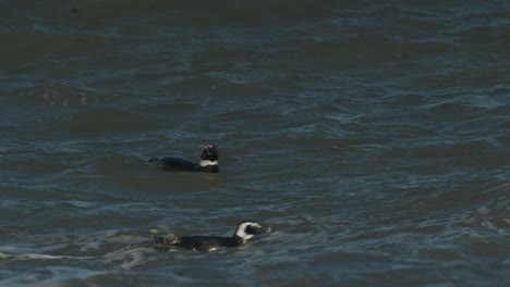 Penguins-swimming-in-the-waves-of-the-ocean