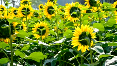 sunflower field against the light