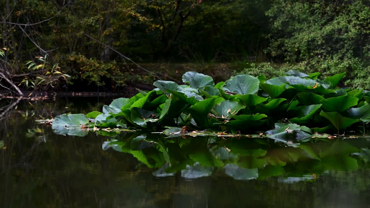 '호수'에 떠있는 나뭇잎, 에핑, 런던, 영국