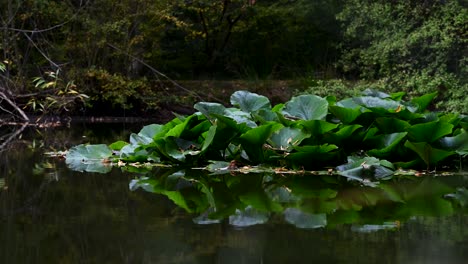 liście unoszące się nad jeziorem, epping, londyn, wielka brytania