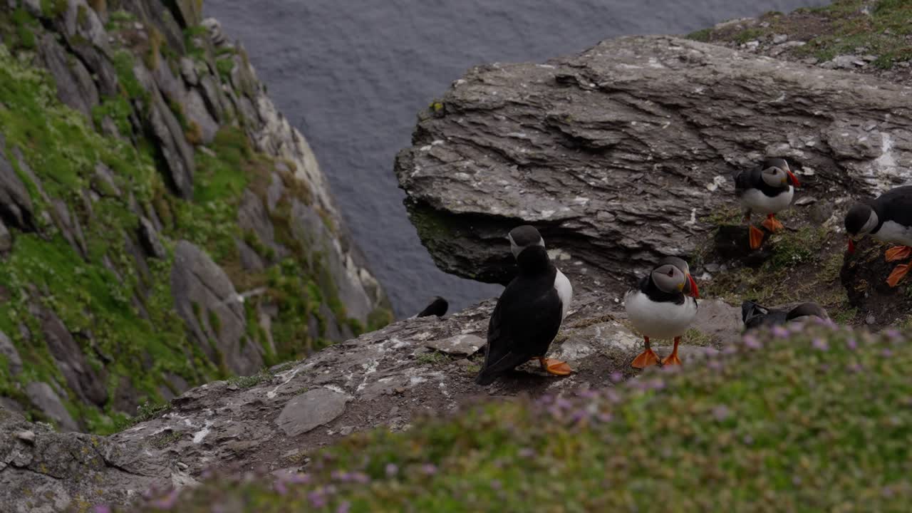 A group of puffins interacting on the edge of a cliff with two of them flying off into the distance.