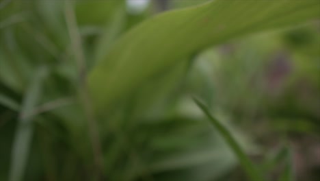 In-this-cinematic,-slow-motion-shot,-vibrant-plant-leaves-sway-gracefully-in-the-breeze