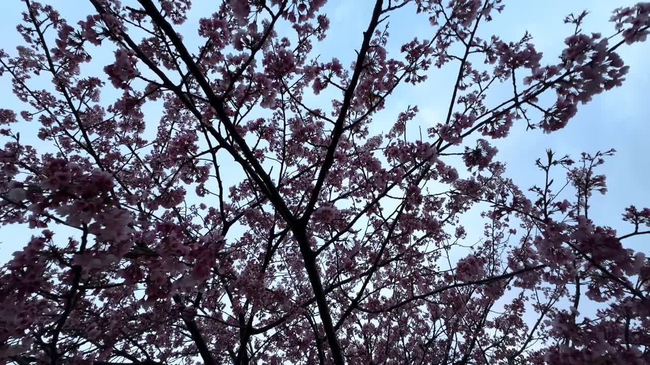 Pink cherry blossom tree with branches swaying gently in the breeze under a clear sky in Tokyo, Japan