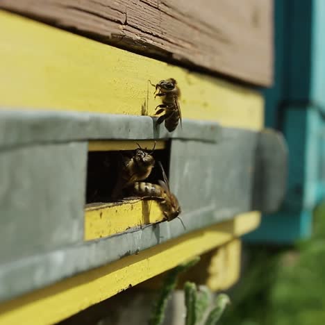 bees flying out of the hive. bees flying out of the hive in summer, sunny day to nectar