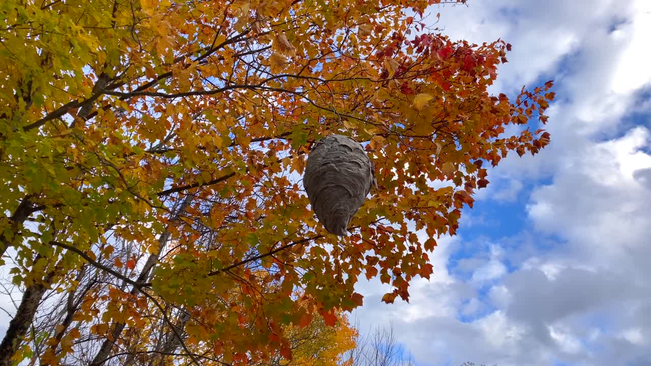 Large beehive with bees and flying insects around nest in tree with fall colour leaves