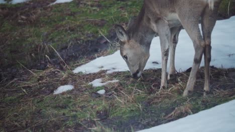 young caribou feeds on snow grass ground during winter