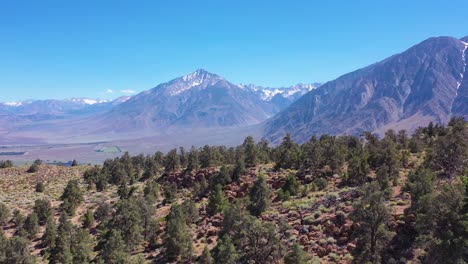 Antena-Sobre-Pinos-Para-Revelar-El-Valle-De-Owens-Y-Las-Montañas-Del-Este-De-Sierra-Nevada-De-California