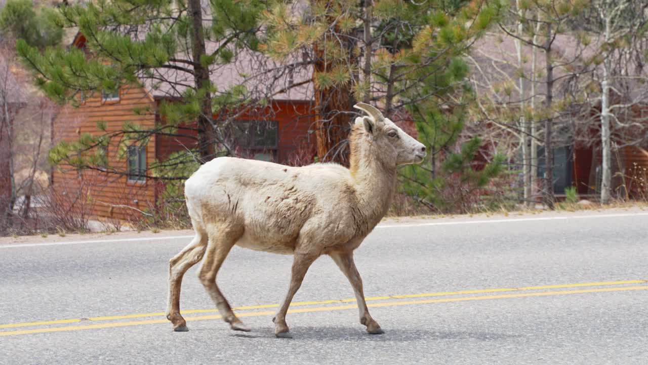 Lonely Colorado Mountain Goat Walking On Road In Rocky Mountains Countryside. Slow Motion.