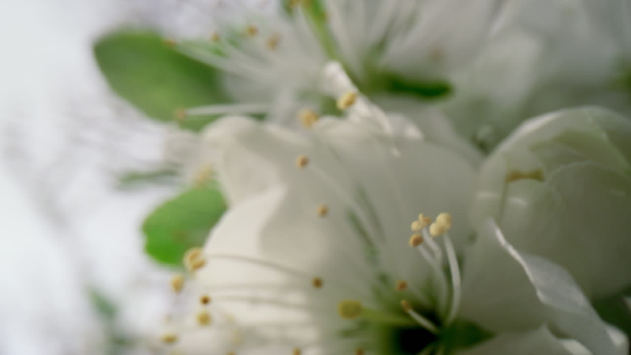 Primer plano de flores blancas de cerezo en flor contra un cielo nublado. Fondo natural.