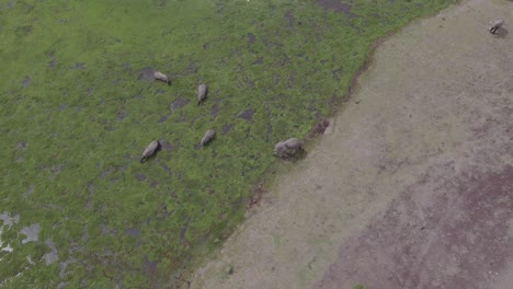 elephants in a wetland