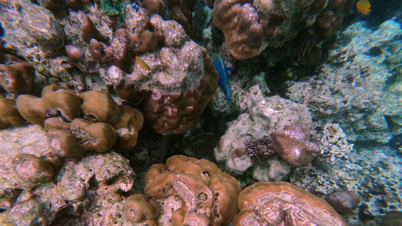 Scopri lo straordinario mondo sottomarino della Thailandia, con le sue colorate barriere coralline brulicanti di vita.
