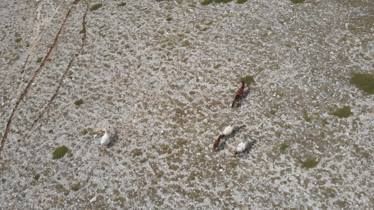 오버 헤드 공중 드론 비디오 야생마 산 패닝 다운