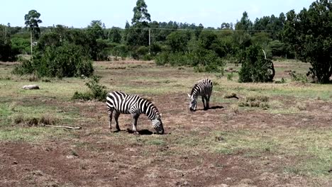 two zebras eating grass at day time in ol pejeta national park, kenya