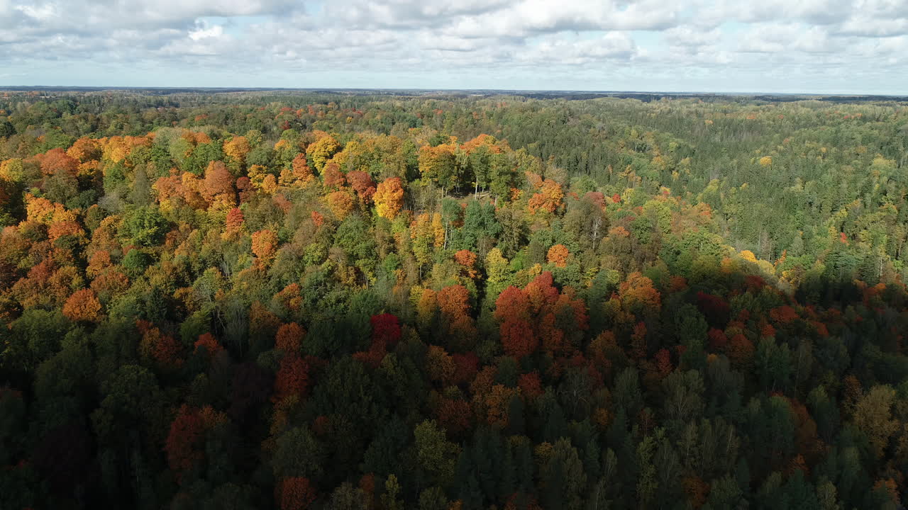 vista panorámica timelapse del otoño, bosque colorido