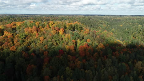 Vista-Panorámica-Timelapse-Del-Otoño,-Bosque-Colorido