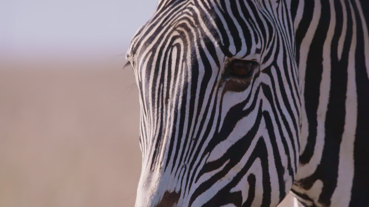 Grevy's Zebras head in savannah in midday