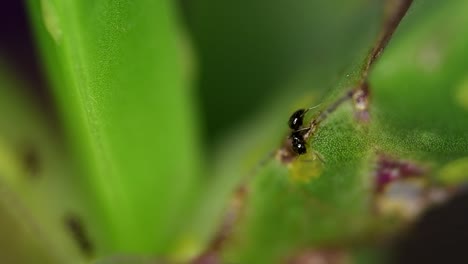 Winzige-Ameisen-Der-Gattung-Brachymyrmex-Ernähren-Sich-Von-Der-Flüssigkeit,-Die-Von-Cochineals-Auf-Einer-Sukkulentenpflanze-Abgesondert-Wird