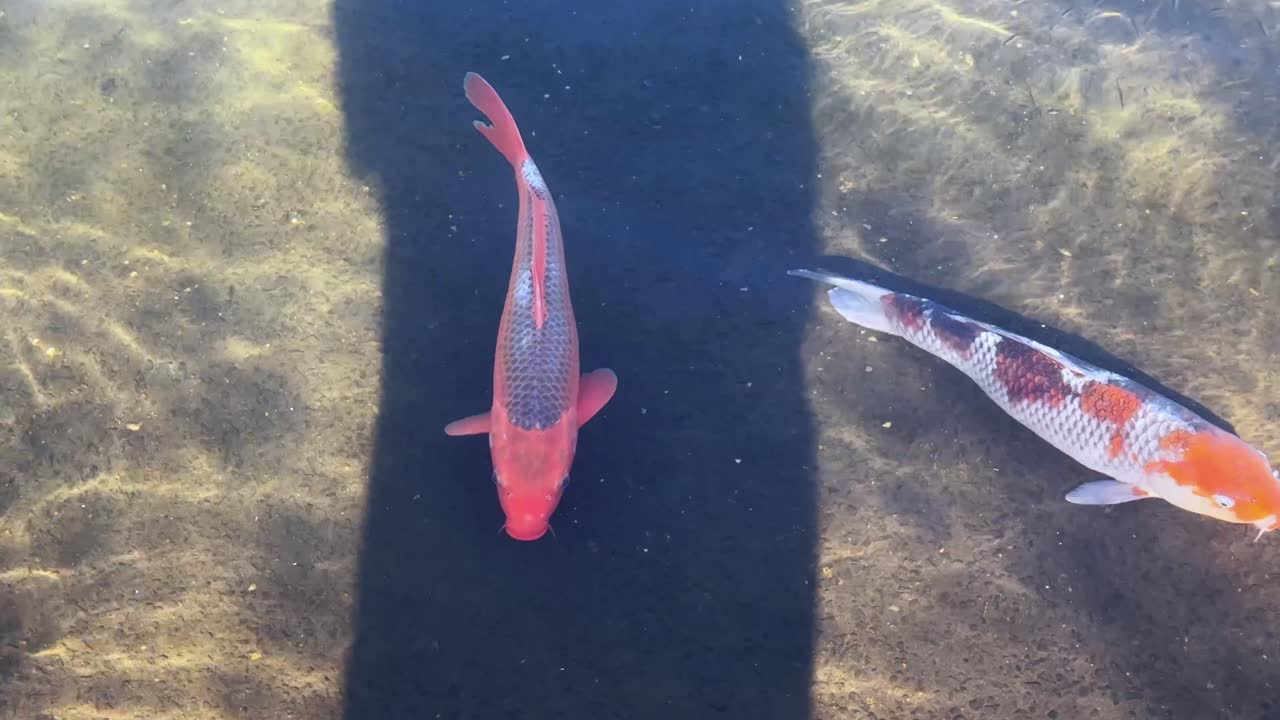 Colorful koi fish swimming in a pond in Japan, creating a peaceful scene