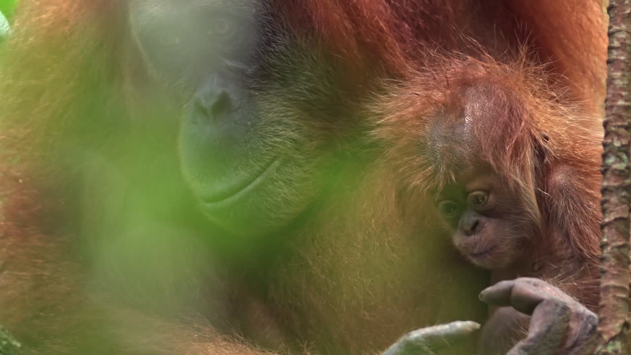 orangután de sumatra, hembra adulta silvestre con un bebé pequeño, probablemente de sólo un año de edad