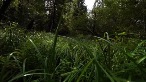 fpv pull through high grass to reveal fern and moss covered trees in the rain forest