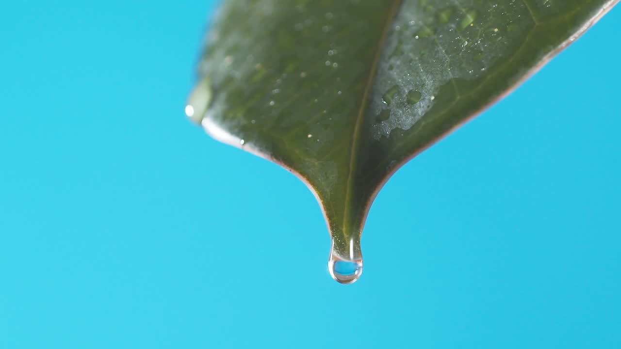 gotas de agua gotean de la hoja verde sobre el fondo azul