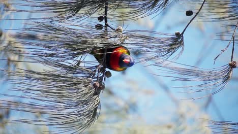 Vertical-View-Of-A-Rainbow-Lorikeet-Perching-Over-Conifer-Trees