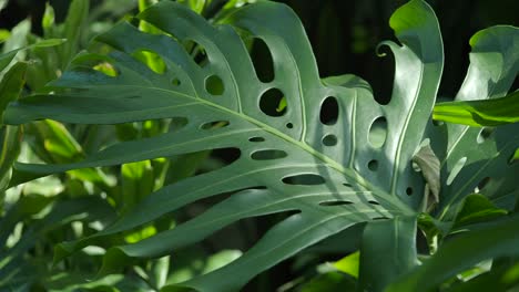 close-up of monstera leaf