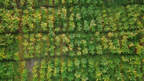 Bird-eye-shot-of-tobacco-plantation-in-the-morning-1