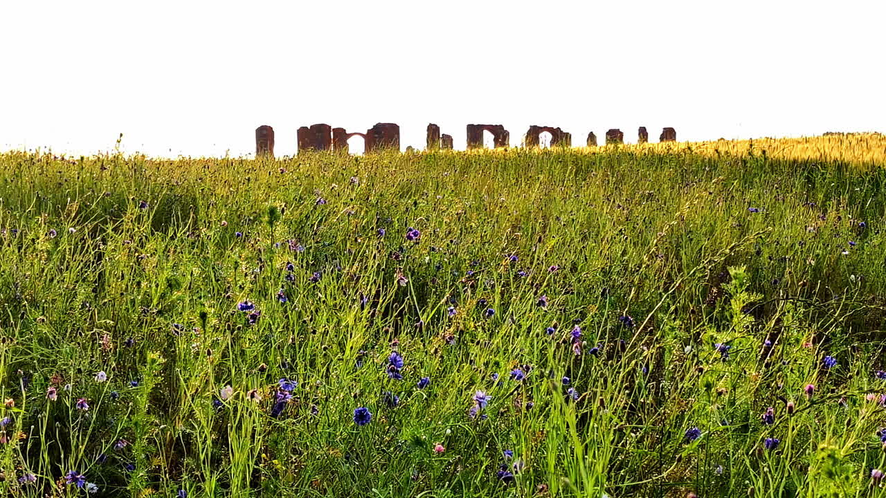 Wildflowers in tall green field with ancient stone ruins visible on bright horizon
