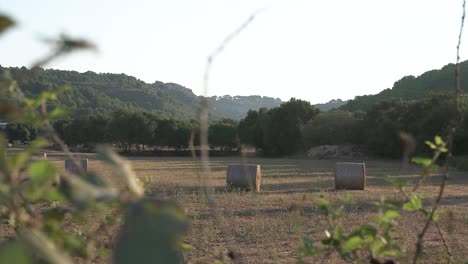 Discovery-of-a-harvested-field-with-round-bales-of-straw-through-the-foliage-of-a-large-grove