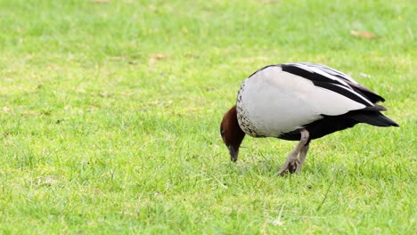 a duck searching for food on grassy ground