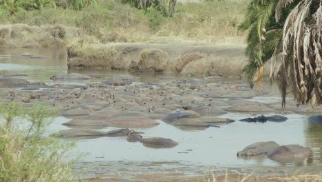 Una-Gran-Manada-De-Hipopótamos-Refrescándose-En-Una-Piscina-Sombreada,-Cráter-Ngorongoro,-Tanzania