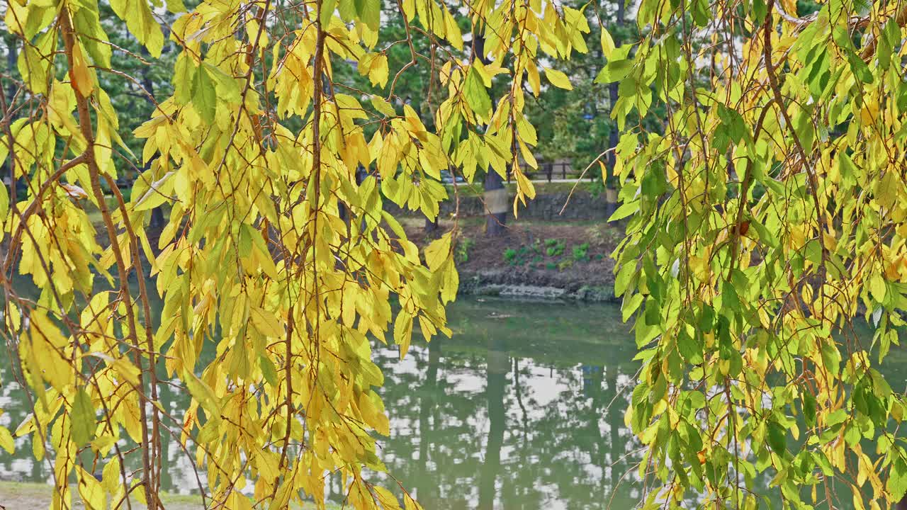 ภาพโคลสอัพของใบไม้สีทองและสีเขียวบนกิ่งก้านที่ห้อยย้อยลงมา พร้อมพื้นหลังเป็นน ้าและสวนสาธารณะที่อยู่นอกระยะชัด