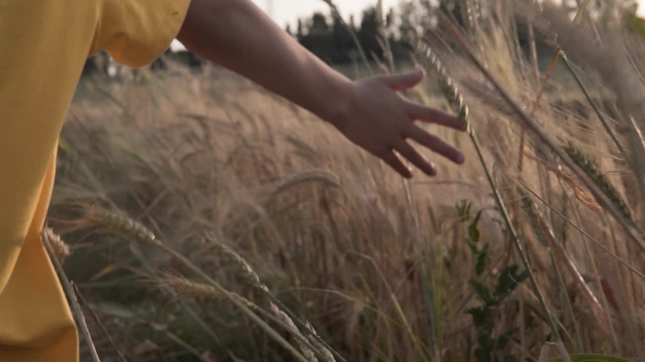 A kid walking in a wheat field while his hand touches the wheat plant