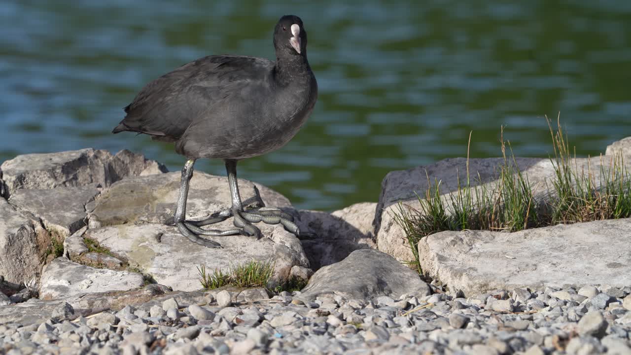 Close-up of a Eurasian coot standing on rocks near the shore of Walensee lake in Switzerland